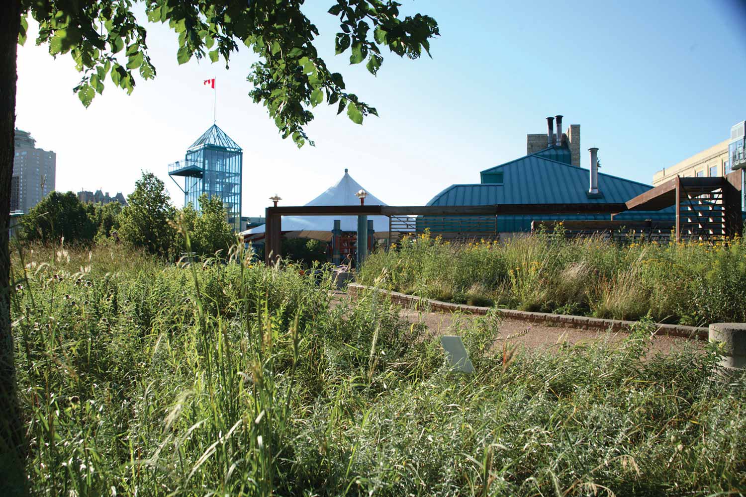 Tall prairie grasses next to a path. The Forks Market tower is in the background.