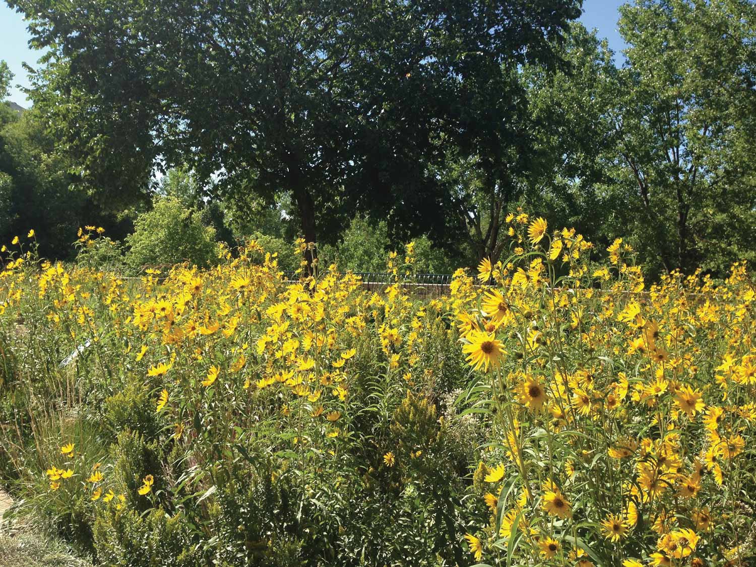 A dense patch of yellow flowers in front of trees