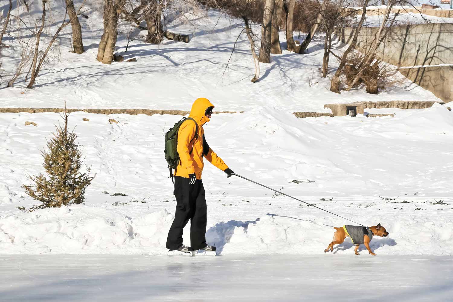 A man in a yellow winter coat skates along the river trail with a small dog on a leash